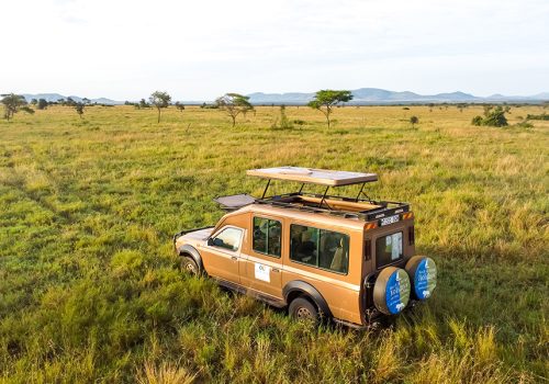 Drive & fly back safari Serengeti