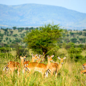 Africa Safari Serengeti Ikoma