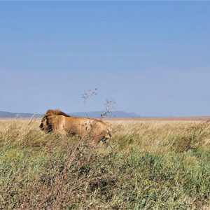 Africa Safari Serengeti Ikoma