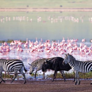 Flamingo walk Lake Natron