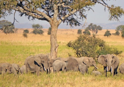 Drive & fly back safari Serengeti