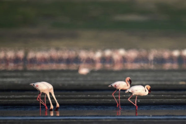 Flamingo Lake Walk 3