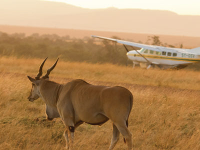 africa safari serengeti ikoma