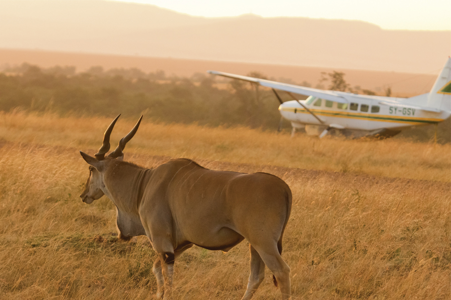 Fly back to Arusha - Fly-in Safari Serengeti
