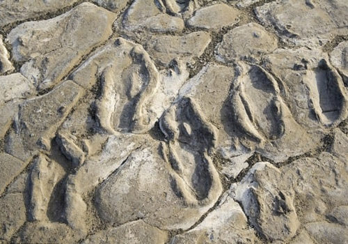 Hominid footprints