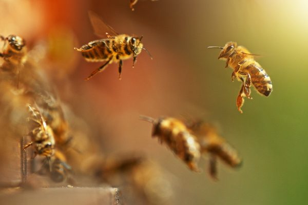 Honey Project on Ololosokwan