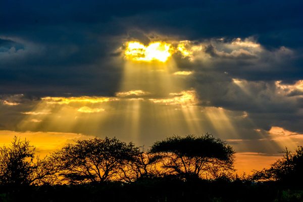 Night game drive 2