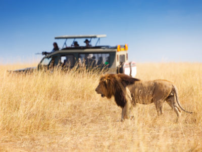 africa safari serengeti ikoma