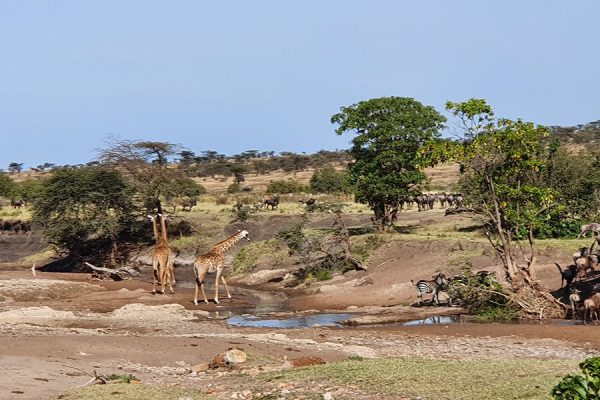 Africa Safari