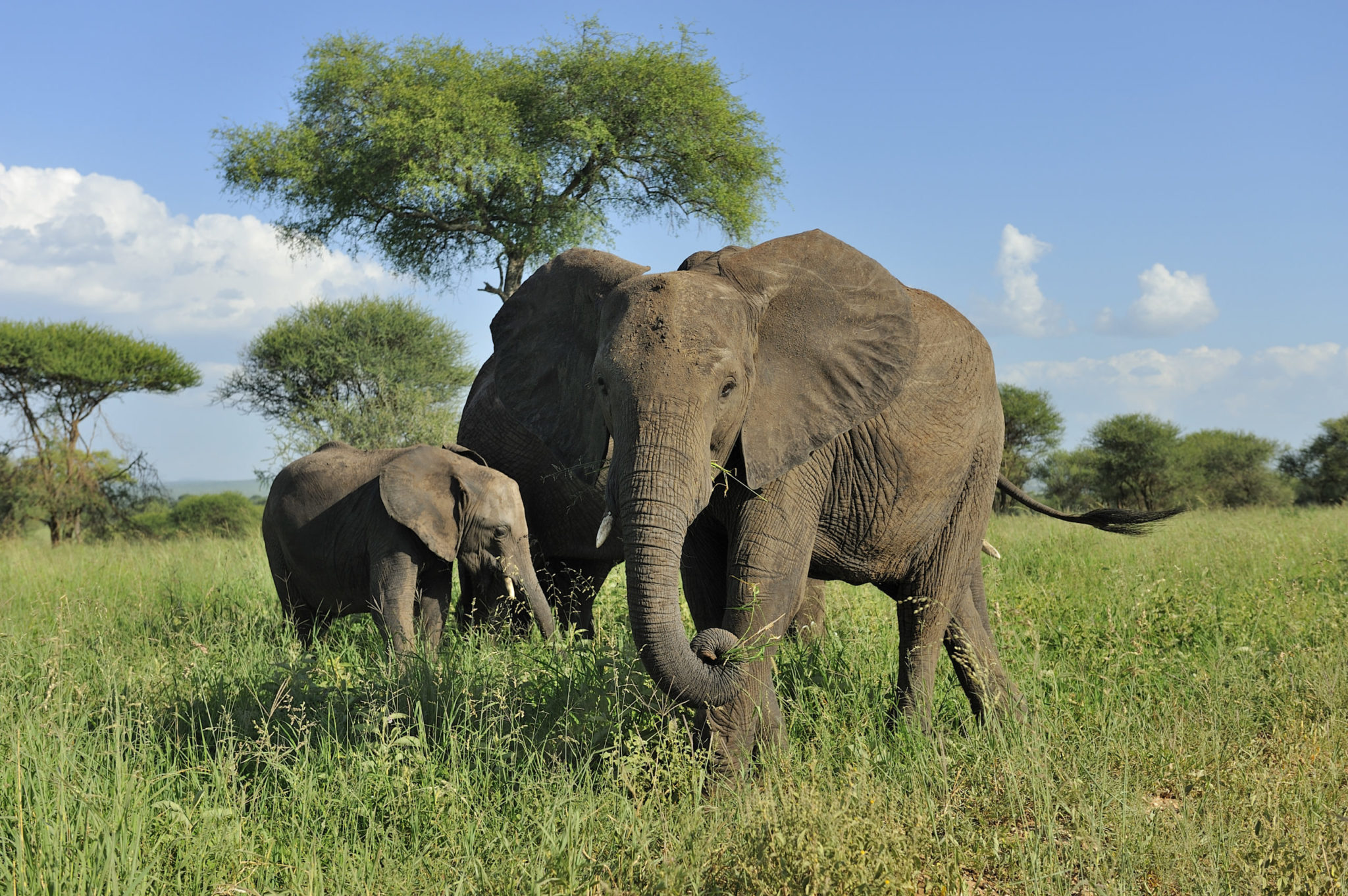 Africa Safari Selous: Best Tanzania Safari Lodge - Africa Safari