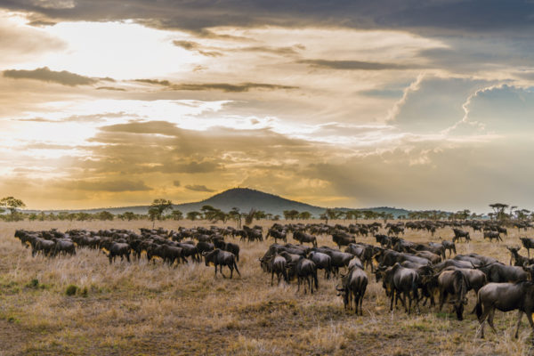 The Great Wildebeest Migration In Tanzania - Africa Safari