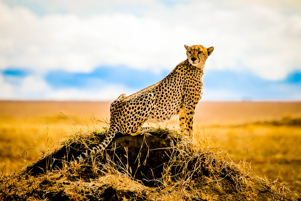 The big cat capital of Serengeti