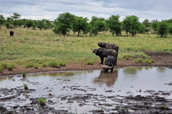 africa safari serengeti kusini environment 53632132047 o