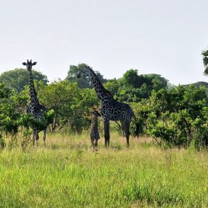 africa safari serengeti kusini environment 53633024871 o