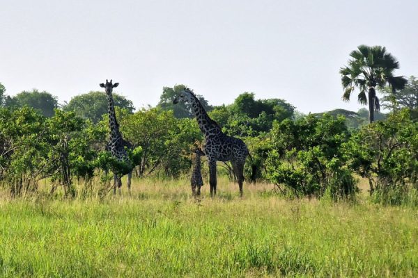 africa safari serengeti kusini environment 53633024871 o