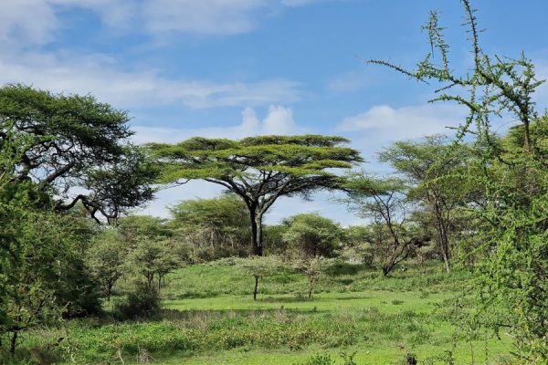 africa safari serengeti kusini environment 53633236428 o