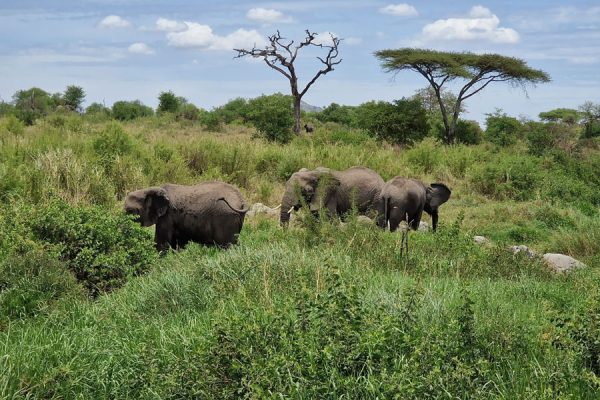 africa safari serengeti kusini environment 53633467590 o