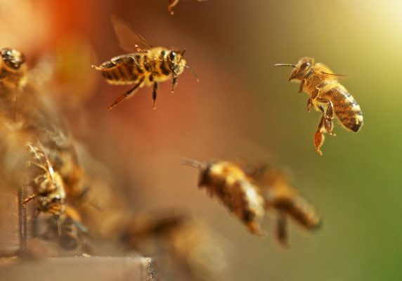 Flying honey bees into beehive. Gathering pollen on meadow. Macro shot, low depth of focus.