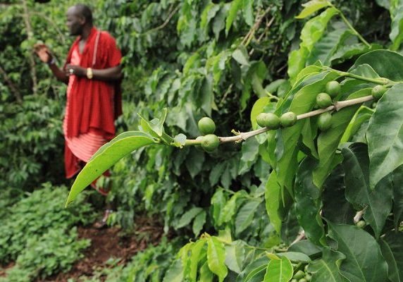 Tanzania - March, 2016: raw coffee beans located in a farm at northern Tanzania where the weather and soil are ideal for coffee growing/ coffee plantation north of Tanzania