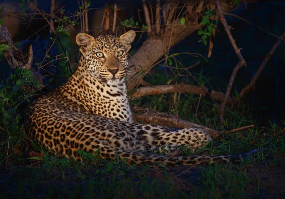 Leopard,Resting,At,Night,In,A,Game,Reserve,In,The