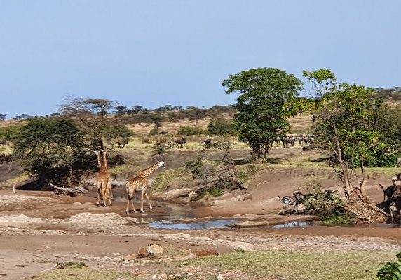 Africa Safari