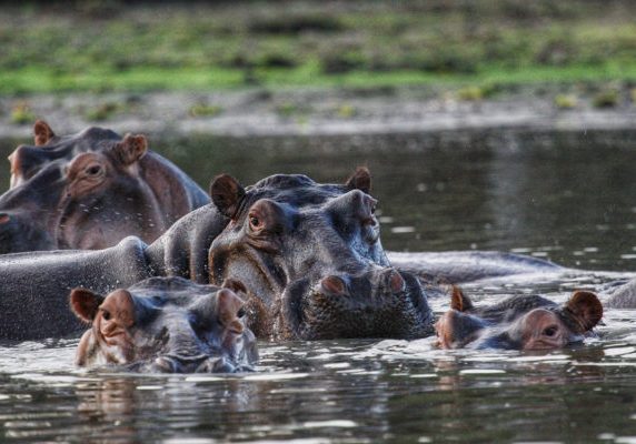 Hippos,In,Selous,Game,Reserve,,Tanzania