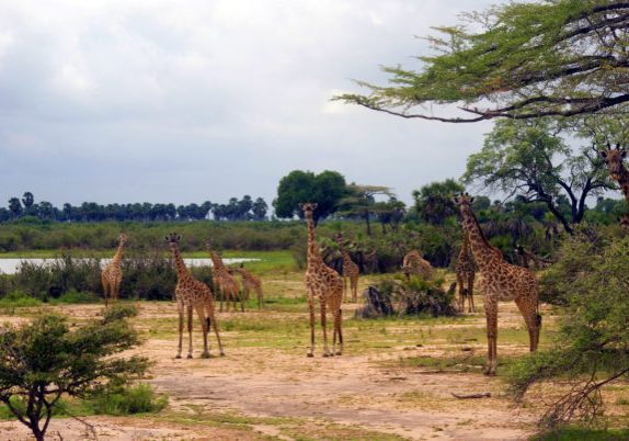 Maasai,Giraffes,,Selous,National,Park,,Tanzania