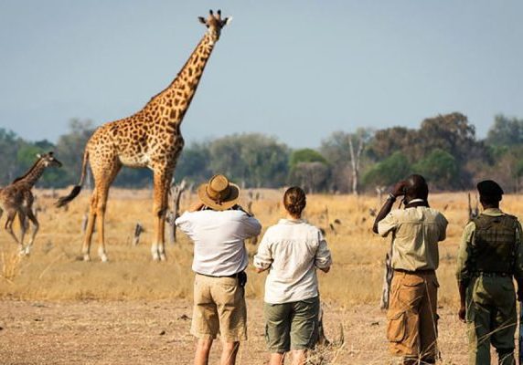 Africa Safari