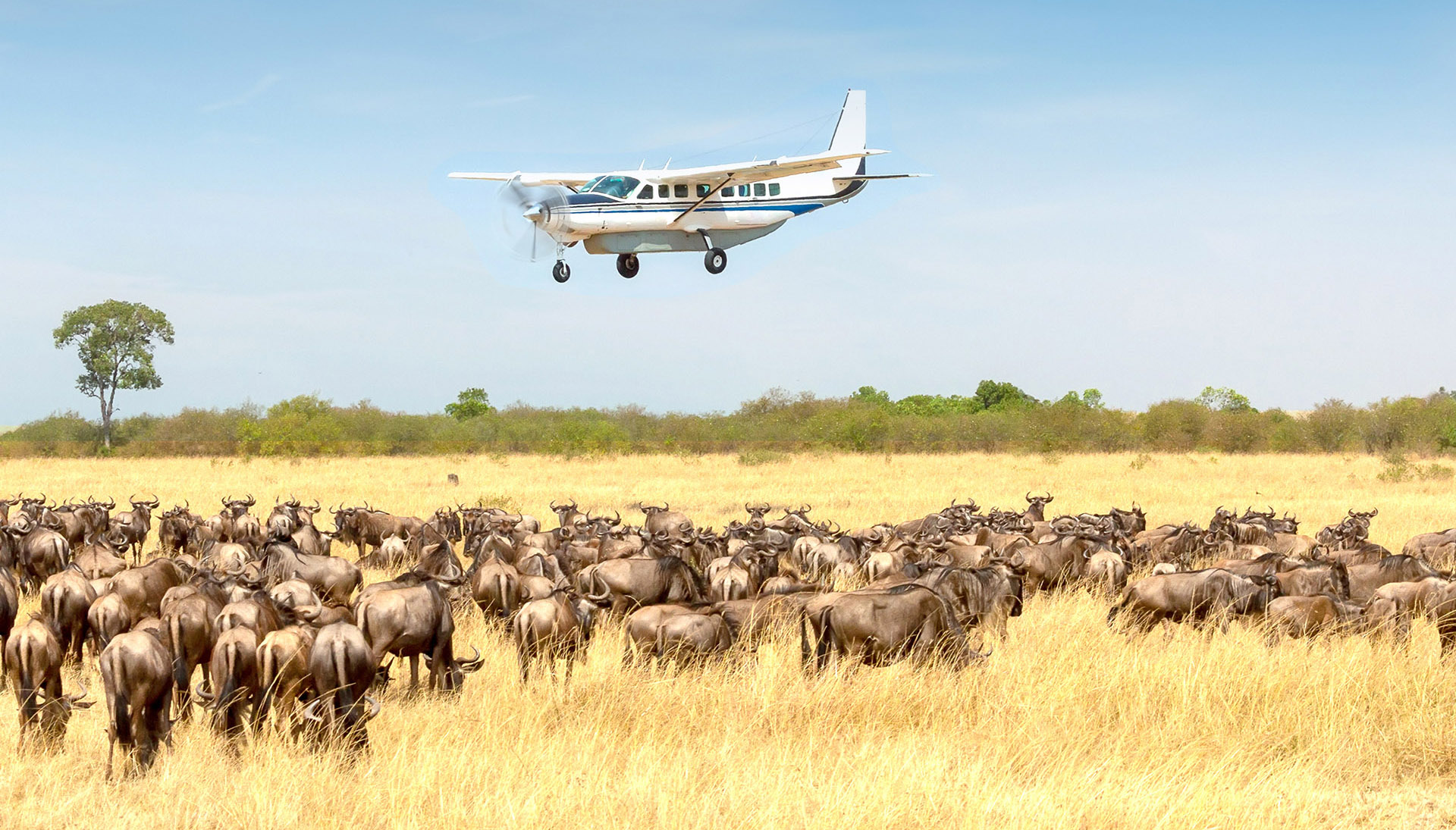 safari flying adventures