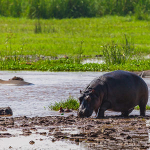 Hippopotamus.,Lake,Manyara,National,Reserve,Tanzania.