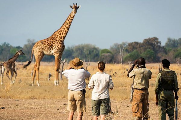 Africa Safari